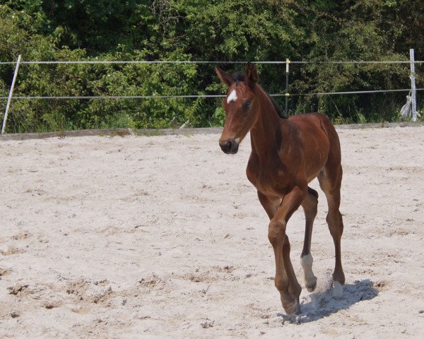 jumper Karl (Oldenburg show jumper, 2023, from Jasper)