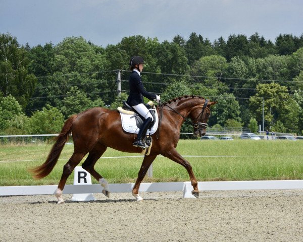 Zuchtstute Floribella (Österreichisches Warmblut, 2019, von Don Schufro)