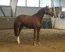 broodmare Seda Fina S (Hanoverian, 2018, from Secret)