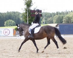 broodmare Diana 1123 (German Riding Pony, 2007, from Der feine Lord AT)