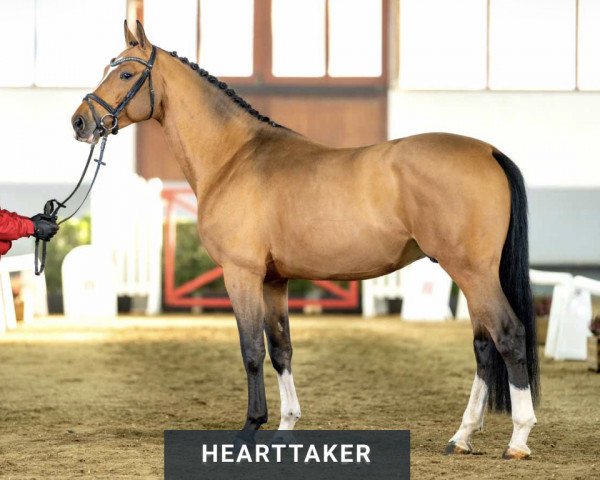 stallion Hearttaker (Dutch Warmblood, 2018, from Hampshire VDL)