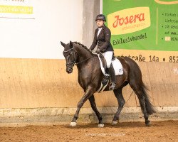 dressage horse Orchestral Manoeuvre (Trakehner, 2019, from Hibiskus)