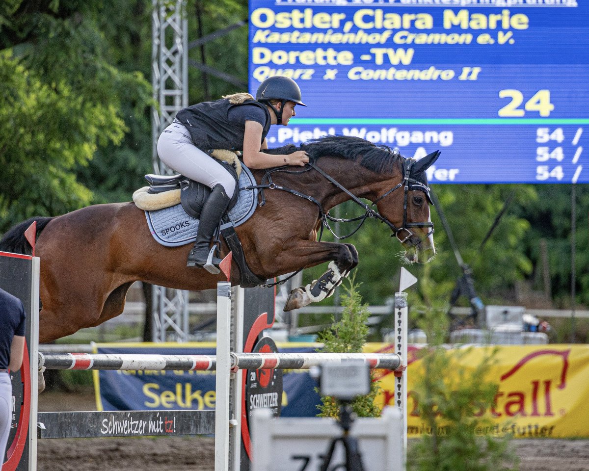 broodmare Dorette-Tw (Holsteiner, 2011, from Quarz Ask)