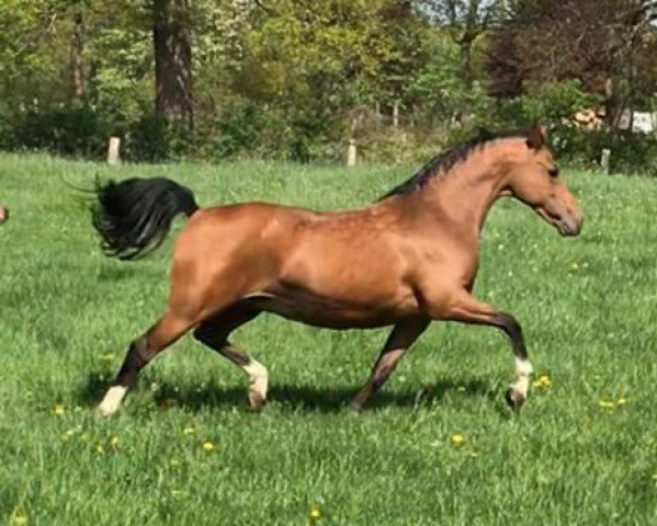 broodmare Orchard Royal Jubilee (Nederlands Welsh Ridepony,  , from Aester El Nino)