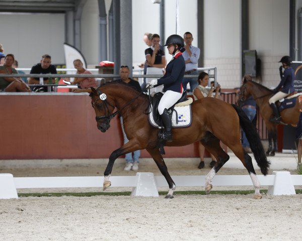 Pferd Spoorzicht's Jupiler (Nederlands Welsh Ridepony, 2016, von Speycksbosch Dickens)