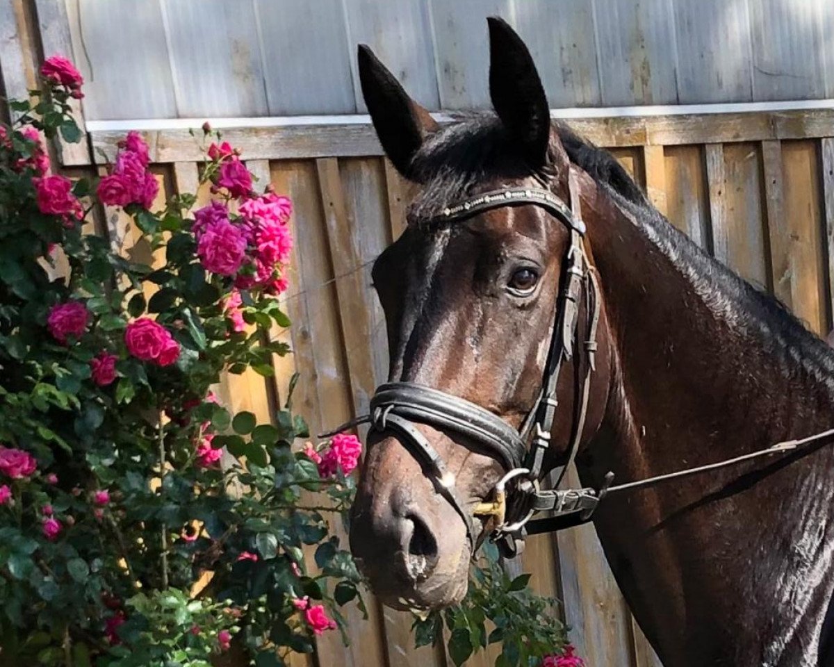 broodmare Donna Martilla (Hanoverian, 2018, from Don Martillo)