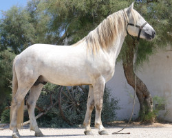 stallion Folco de Cacharel (Camargue horse, 2015, from Ourson du Mas)