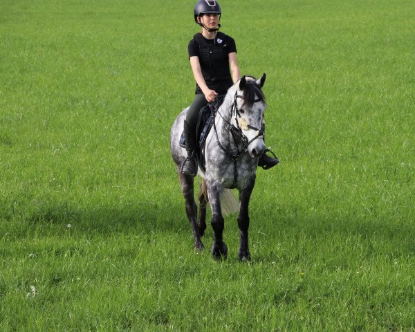 horse Corskeagh Pirate (Connemara Pony, 2016, from Moyvoon Star)