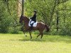 dressage horse Schoco's Rufina (polish noble half-breed, 2012, from Bajerant)