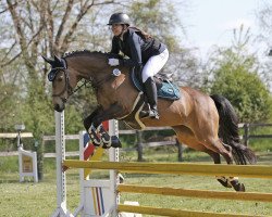 broodmare Great Happiness Vom Hof (German Riding Pony, 2011, from Champ de Luxe)