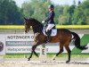 dressage horse Donna 748 (KWPN (Royal Dutch Sporthorse), 2008, from Tenerife)