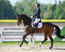 dressage horse Donna 748 (KWPN (Royal Dutch Sporthorse), 2008, from Tenerife)