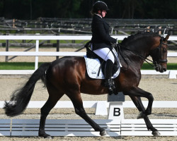 dressage horse Diplomat N (Österreichisches Warmblut, 2012, from Diamond Hit)