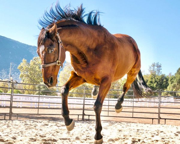 horse OTTB Finder’s Key (Thoroughbred, 1999, from Lindsey's Roberto xx)