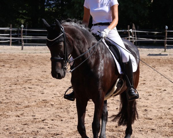 dressage horse Monyla V.d. Boezem (Friese, 2012, from Jisse)