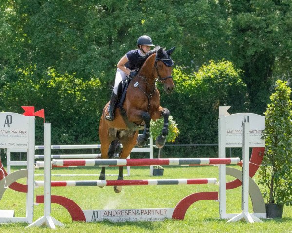 Springpferd Montreal van de Kleinheide (Belgisches Warmblut, 2012, von Thunder van de Zuuthoeve)