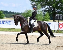 dressage horse Deneres (Rhinelander, 2016, from Don Romanov)