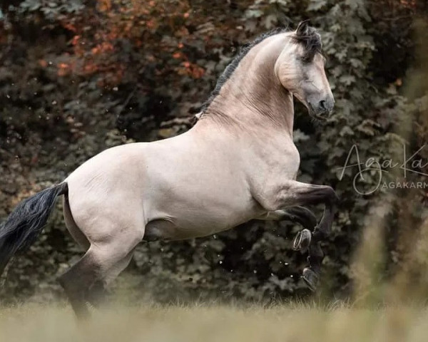 Pferd Abanico JL (Pura Raza Espanola (PRE), 2006, von Duende LII)