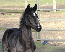 dressage horse Quintastic (Hanoverian, 2023, from Quintessential)