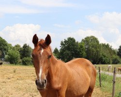 horse Cindy (Westfale, 2021, from Cordynox)