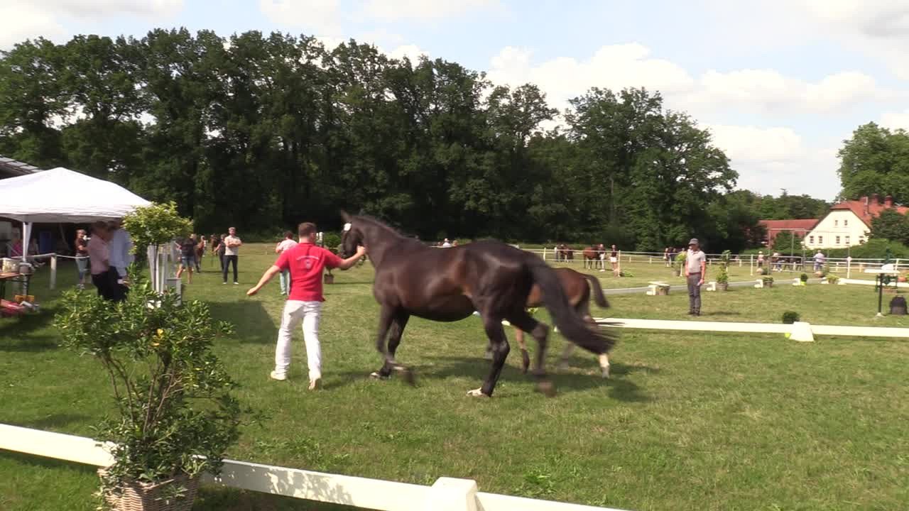 Video von Stute von Diamantenglanz / Hofrat/T. - Westfälische Stuten ...