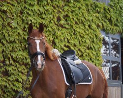 dressage horse Summer Jam 4 (Westphalian, 2019, from Sir Heinrich OLD)