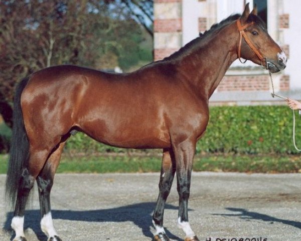 stallion Gral des Vernieres AA (Anglo-Arabs, 1994, from Riago AA)