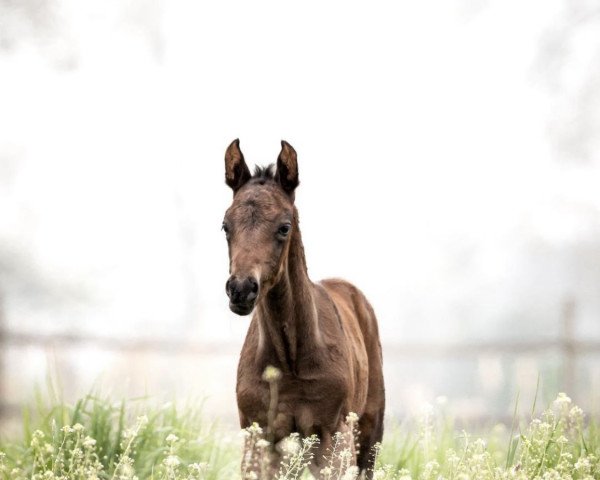 dressage horse V will rock you (German Sport Horse, 2023, from Vivaldos)