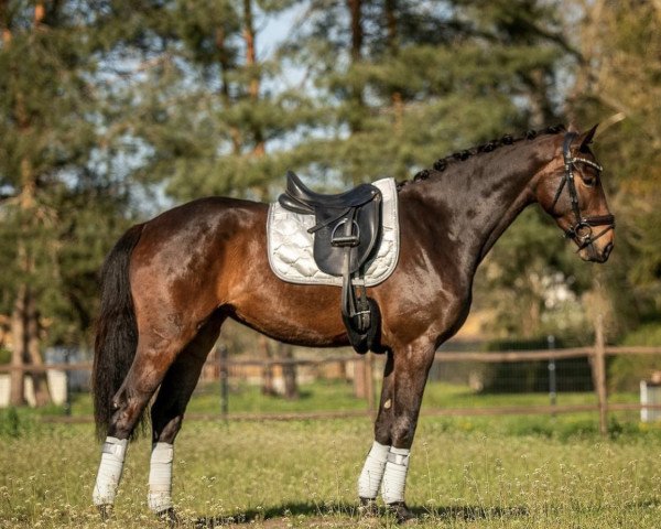 broodmare Mrs. Mercury (German Sport Horse, 2019, from Maracana)
