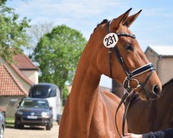 dressage horse Fabiola (Trakehner, 2020, from Imperio 3)