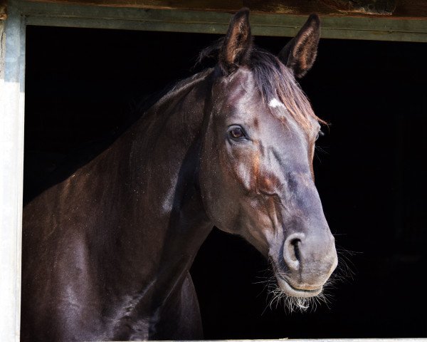 broodmare Donna Franka (Württemberger, 2013, from Don Frederic 3)