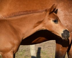 Pferd Vroni (Deutsches Sportpferd, 2023, von DSP VA Bene)