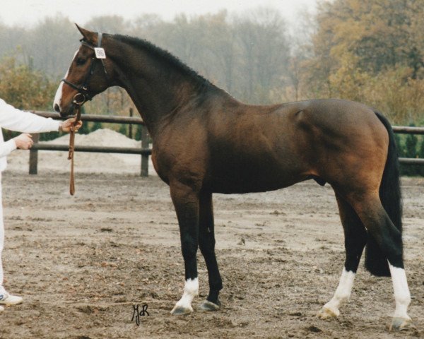 Pferd Anthem (Koninklijk Warmbloed Paardenstamboek Nederland (KWPN), 1991, von Zuidhorn)