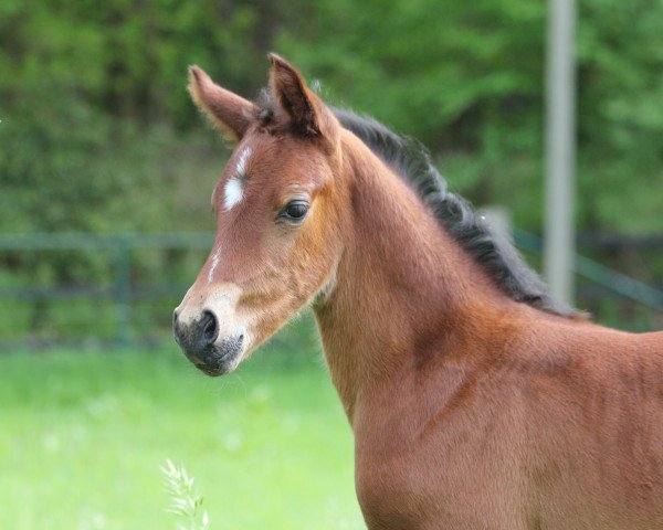 dressage horse Nesscaja AW (German Riding Pony, 2023, from Neverland WE)