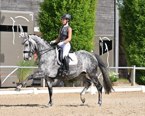 dressage horse Raffinesse 130 (Oldenburg, 2015, from Dante Weltino Old)