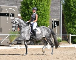 dressage horse Gut Wettlkam's Raffinesse (Oldenburg, 2015, from Dante Weltino Old)