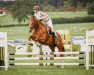 broodmare Nadina vom Meierhof CH (Freiberger, 2011, from Norton)