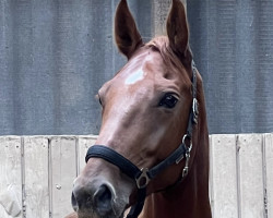 broodmare Weidenhof's Cassina (German Sport Horse, 2016, from Conte Cassini)