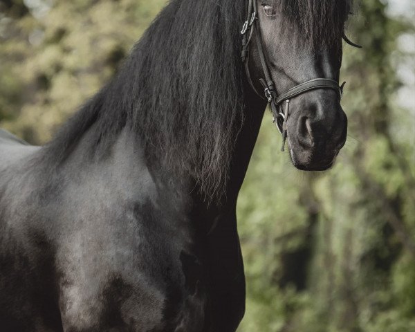 horse Ladykracher von Marschhorst (Friese, 2011, from Karel 370)