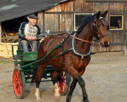 Springpferd Vanita (Sächs.-Thür. Schweres Warmbl., 2010, von Estan)