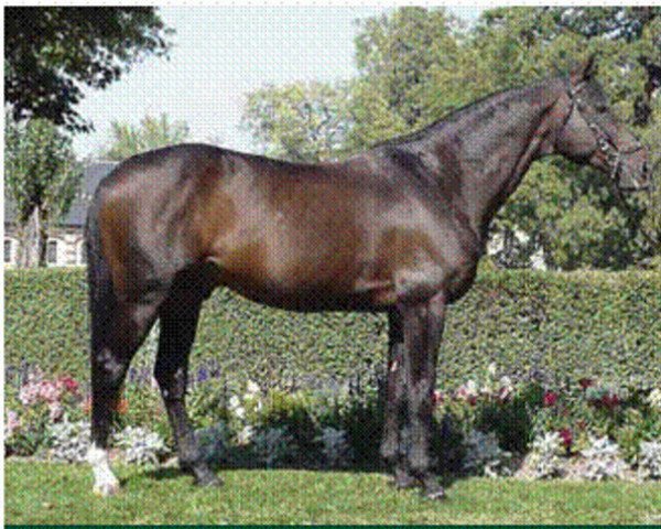 stallion Don Pierre AA (Anglo-Arabs, 1991, from Oberon du Moulin)