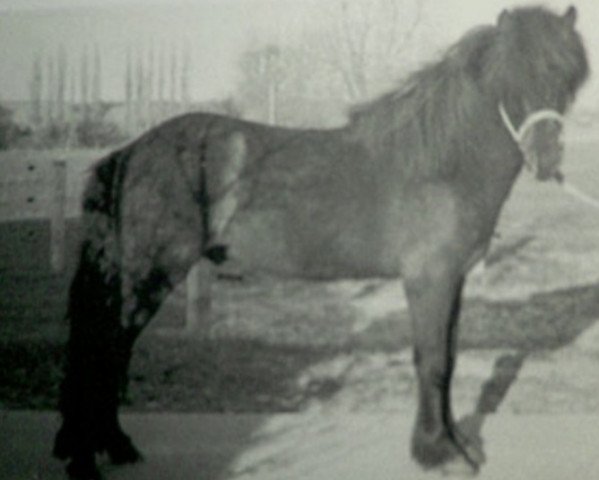 Deckhengst Snorri von Gretesch (Islandpferd, 1987, von Þór von Sporz)