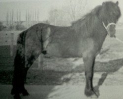 stallion Snorri von Gretesch (Iceland Horse, 1987, from Þór von Sporz)