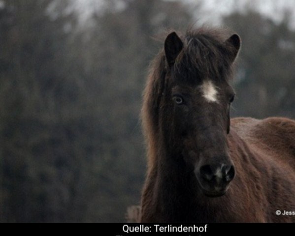 horse Gríður von Hansell (Iceland Horse, 1993, from Snorri von Gretesch)