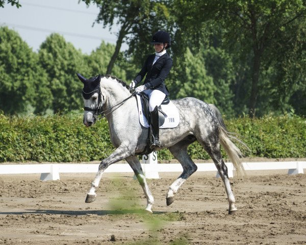 dressage horse Fairytale Dream (Westphalian, 2015, from For Romance I)