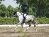 dressage horse Fairytale Dream (Westphalian, 2015, from For Romance I)