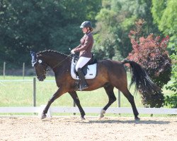 Dressurpferd Naturalmente Bruno (Polnisches Warmblut, 2013, von Grand Master)