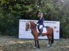 dressage horse Cleverboy Cola (German Riding Pony, 2011, from Fs Coco Jambo)