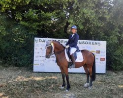 dressage horse Cleverboy Cola (German Riding Pony, 2011, from Fs Coco Jambo)