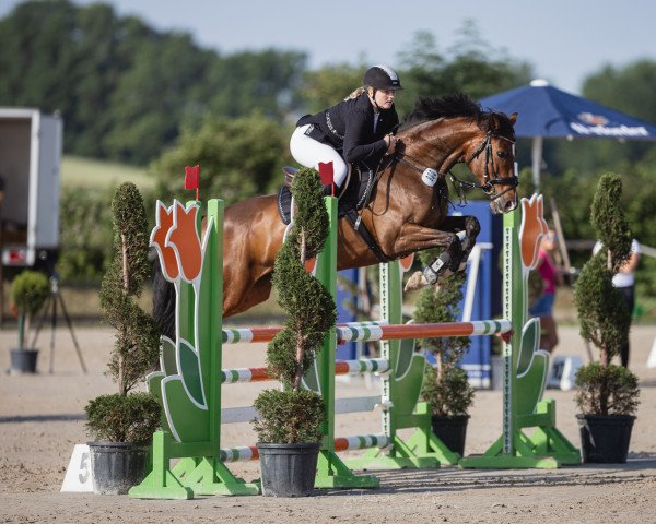 broodmare Miwaldi (KWPN (Royal Dutch Sporthorse), 2017, from Herakles)